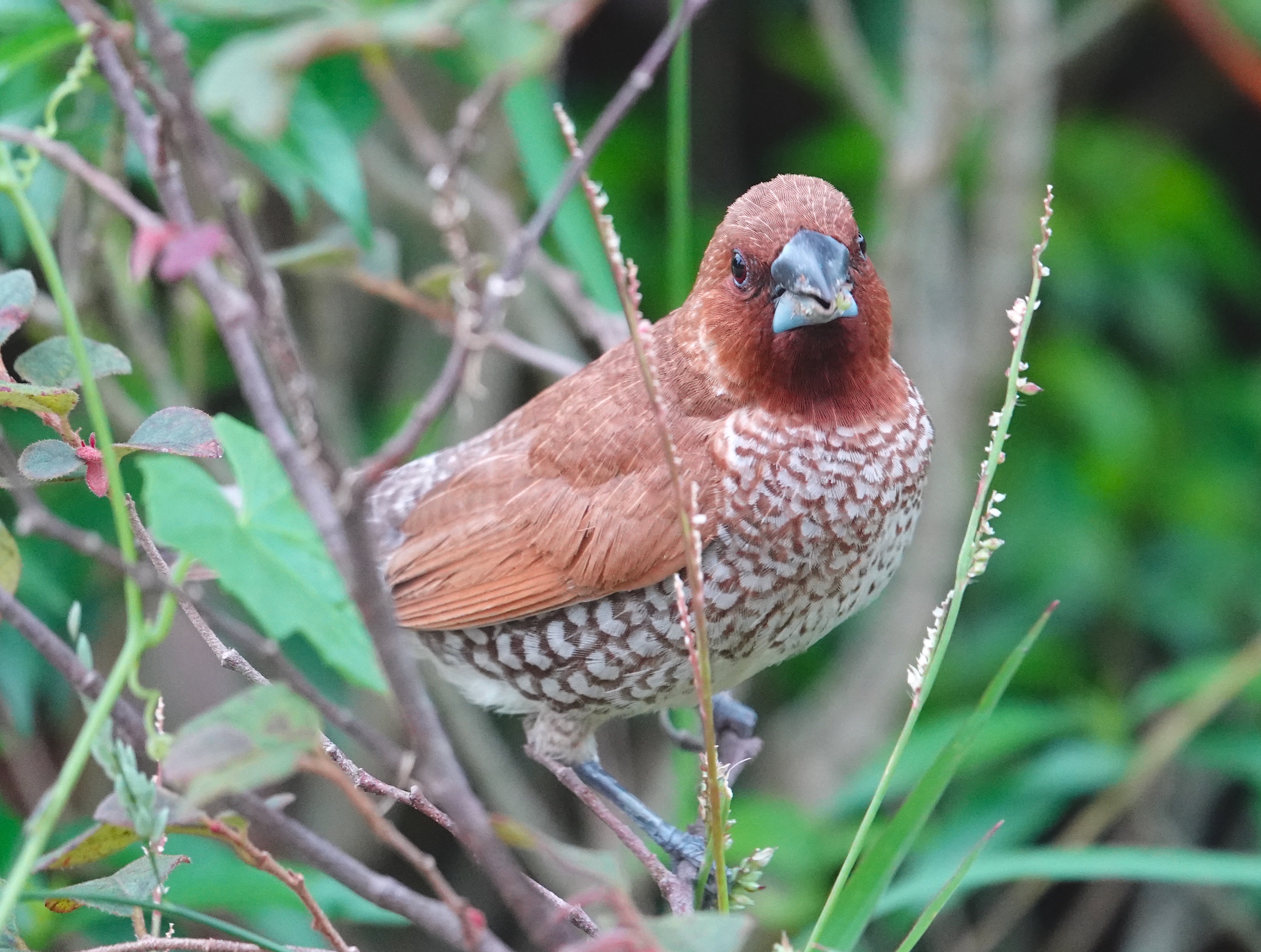 scaly breasted munia singapore