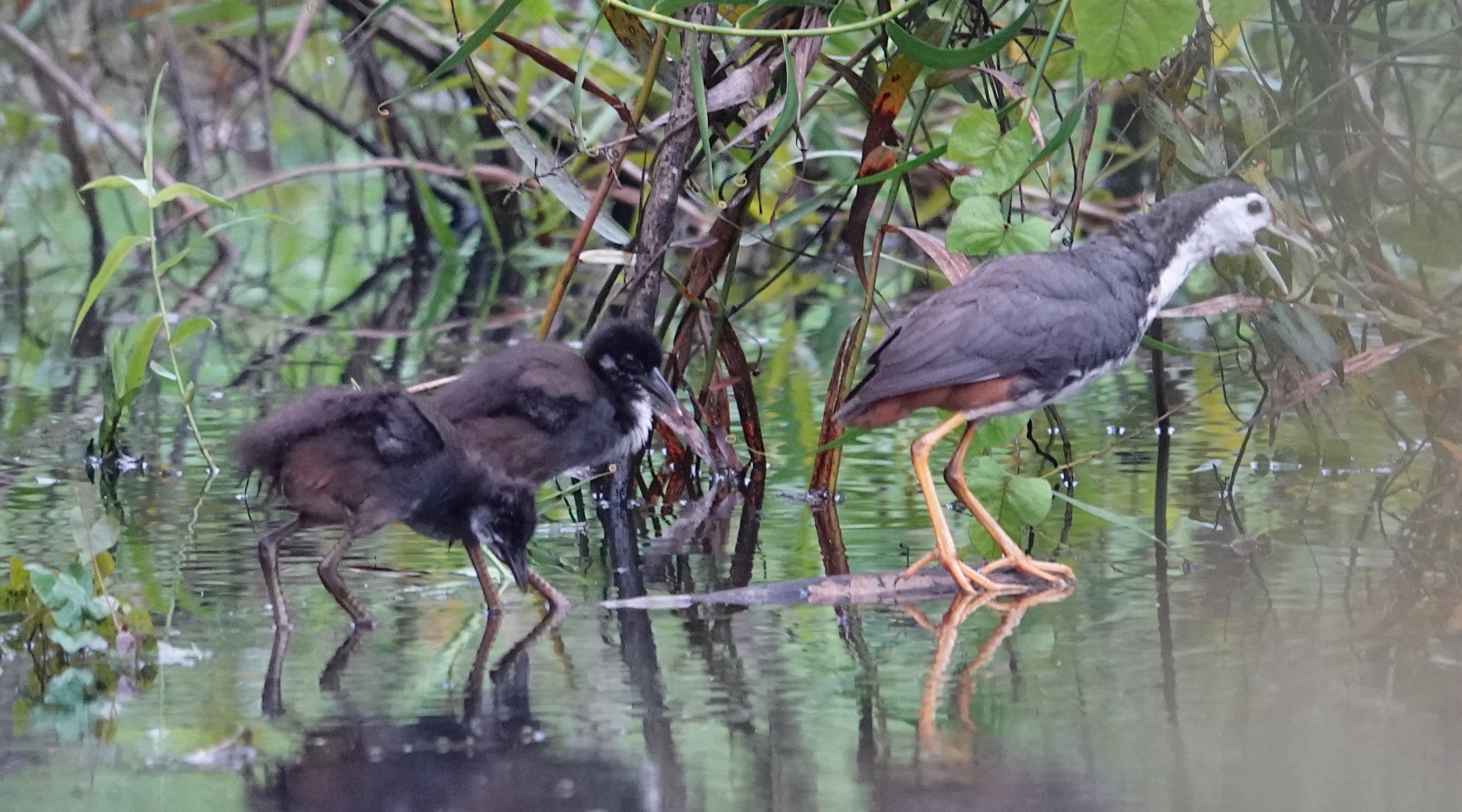 yellow bittern singapore