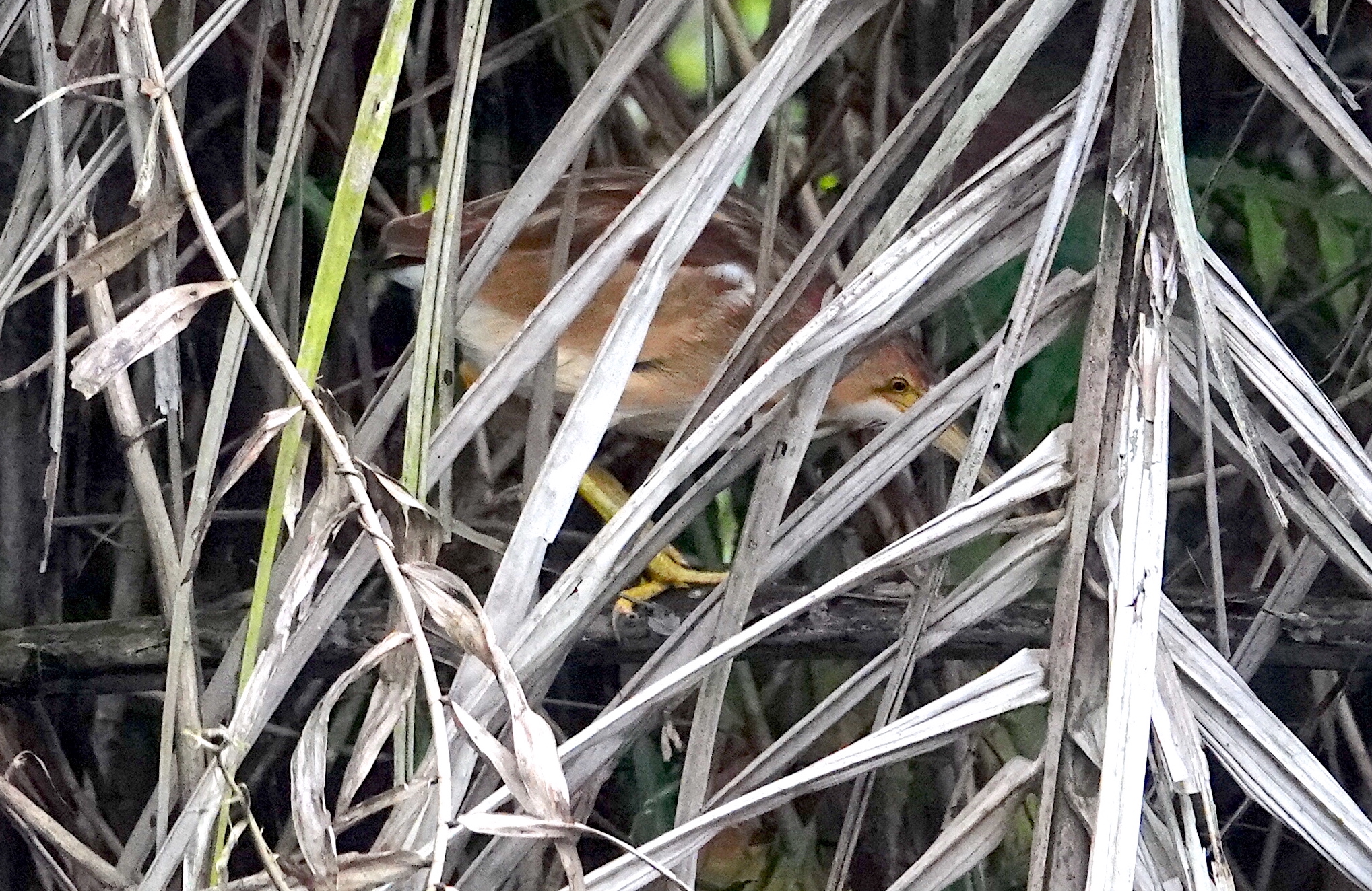 yellow bittern singapore