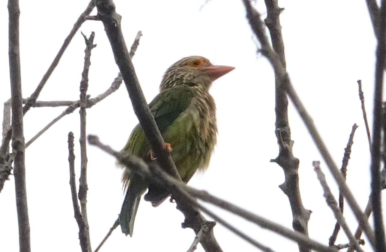 lineated barbet singapore