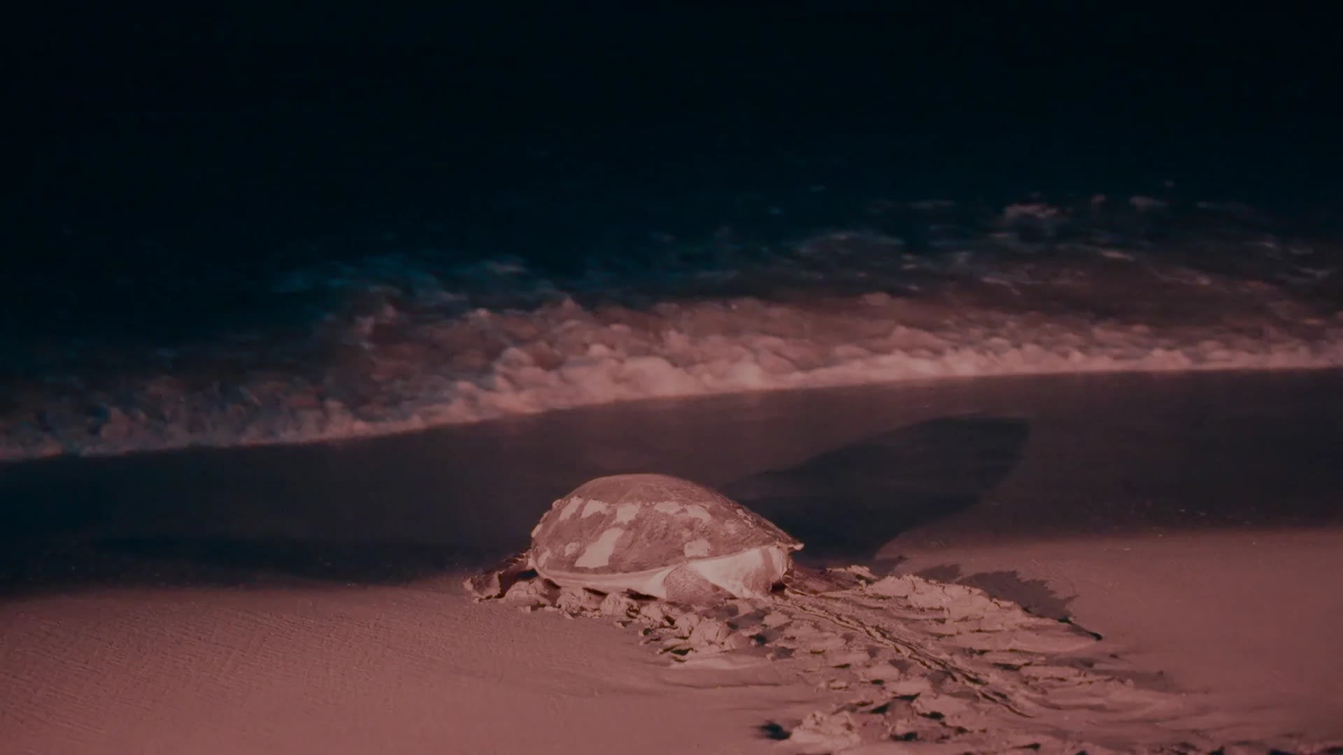 The Oman Episodes: A Cultural Discovery - Image 7