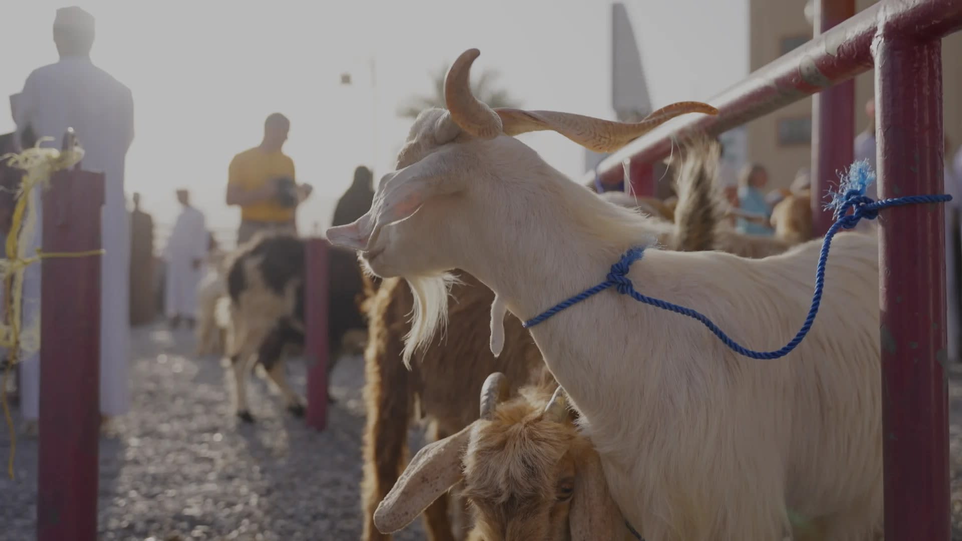 The Oman Episodes: A Cultural Discovery - Image 16