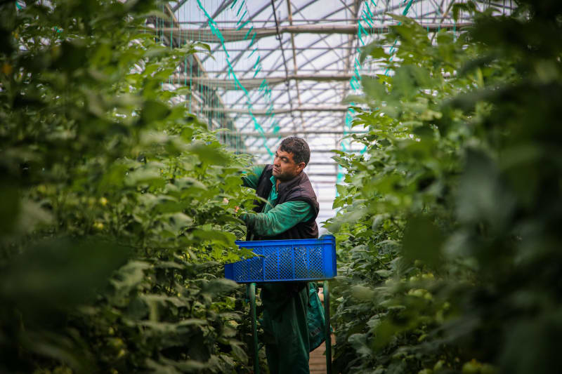 Vertical Greenhouse Cultivation