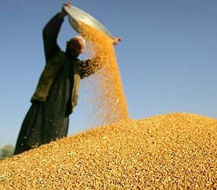 Organic Seed Development