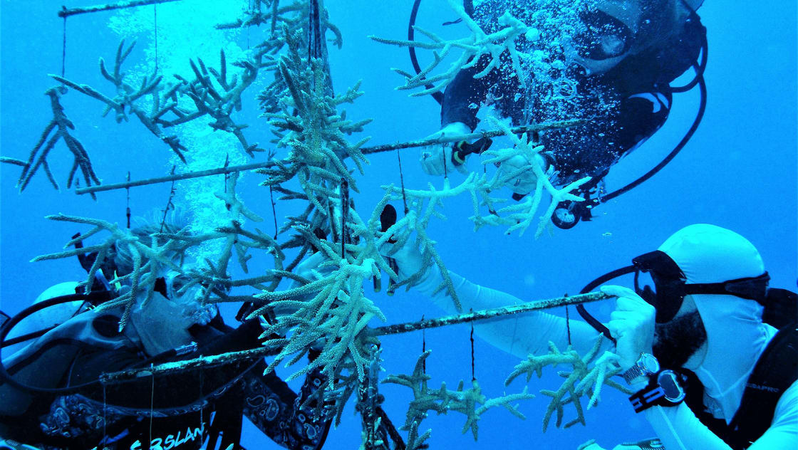 an aquatic nursery being worked on by the Seafire Guardians