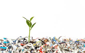 small plant growing from shredded pape
