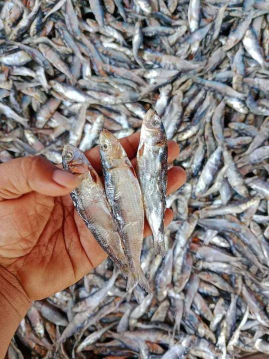 BUWAD LOPOY 1KILO