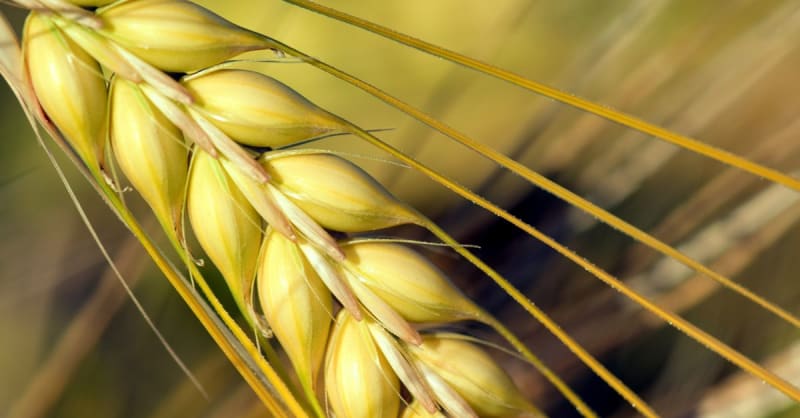 barley — photo 1