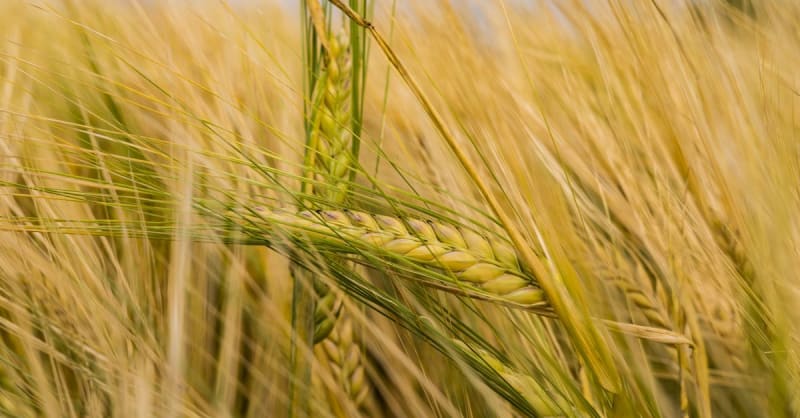 barley — photo 2
