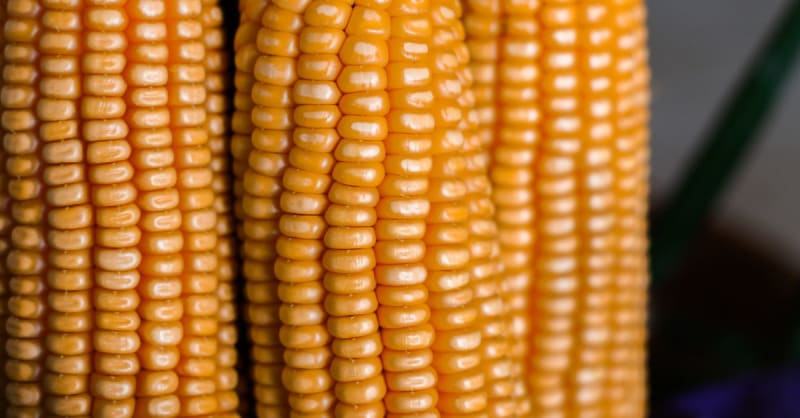 corn — photo 2
