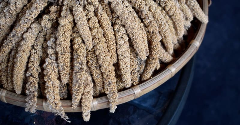 millet — photo 1