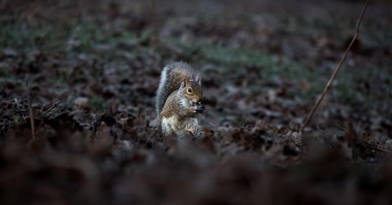 snickers - photo 2