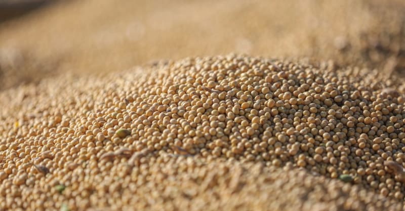 soybean oil - photo 1