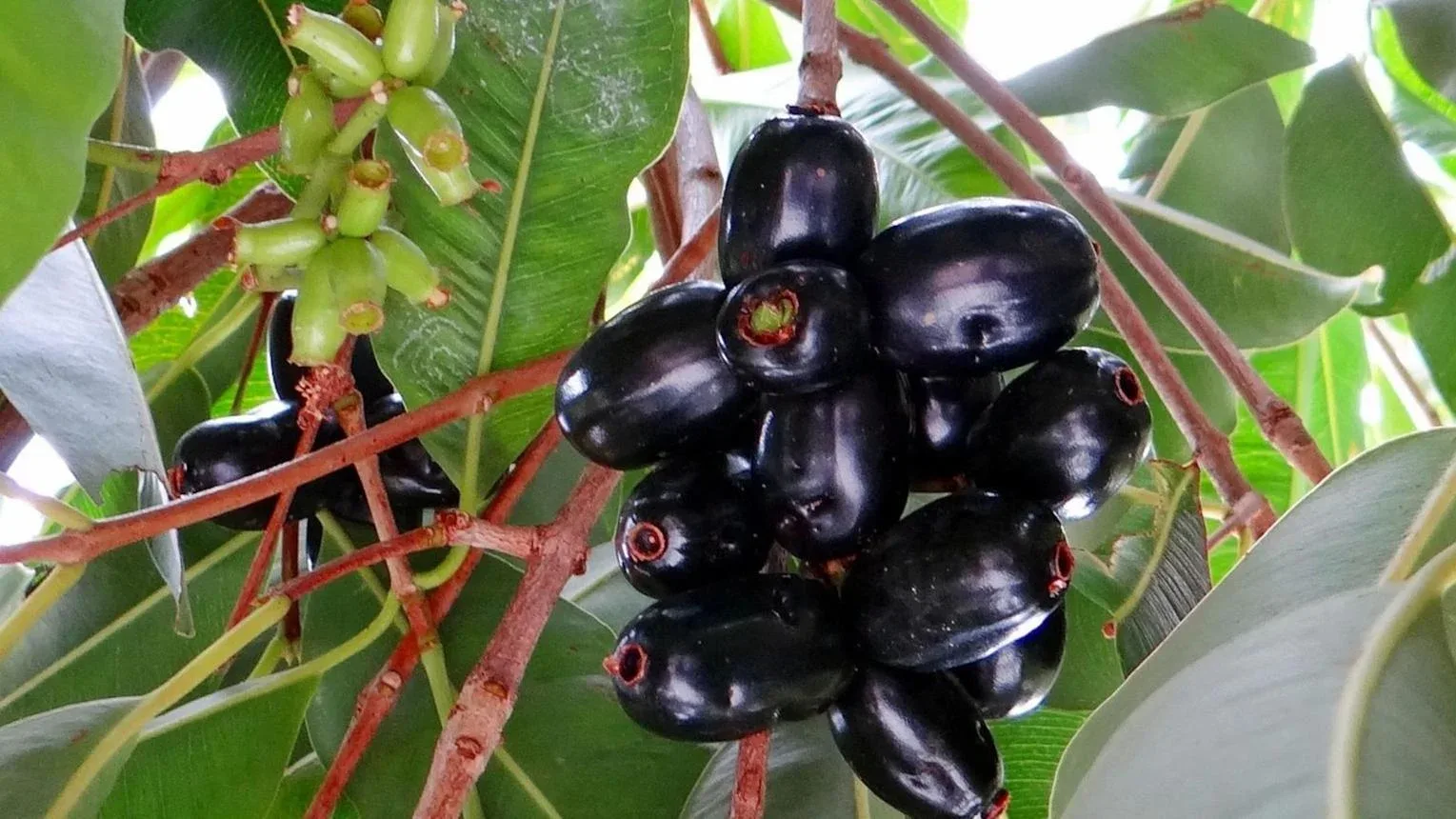 जामुन (Indian Blackberry)