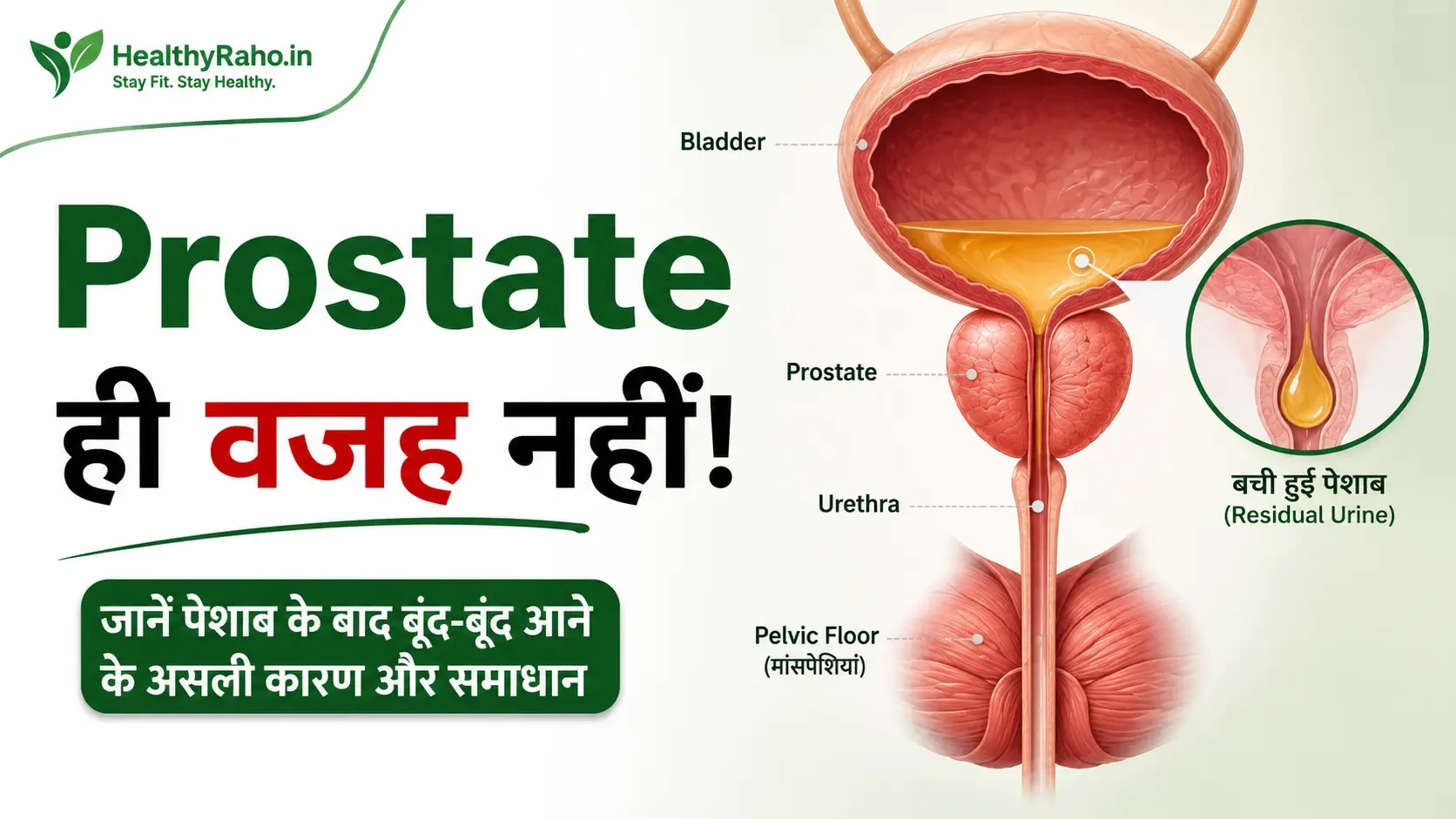 पुरुष urinary system और post-micturition dribble का medical illustration
