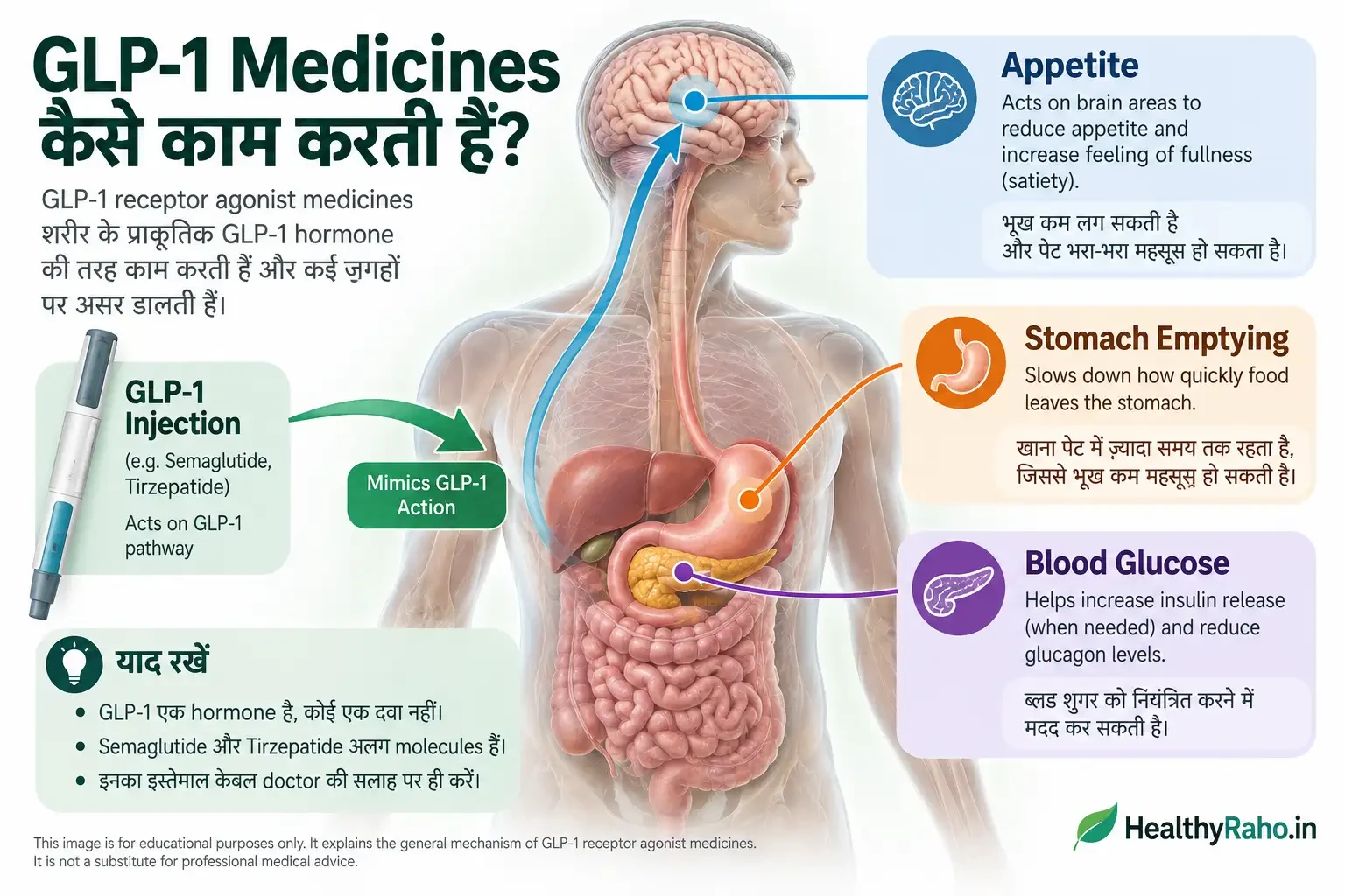 GLP-1 medicines भूख, पेट खाली होने की गति और ब्लड शुगर पर कैसे असर करती हैं, इसका मेडिकल इन्फोग्राफिक
