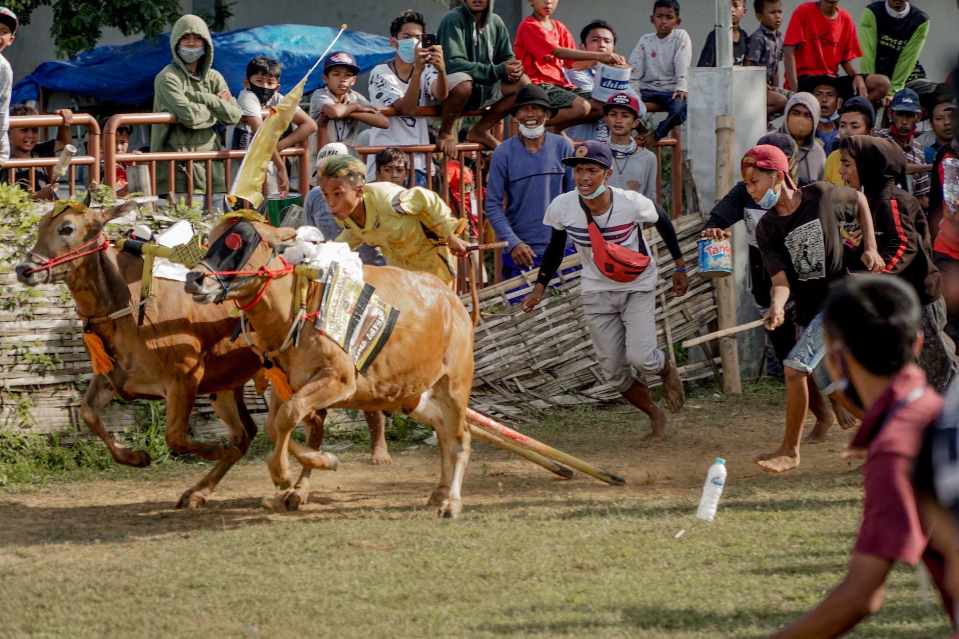 Asal Usul Singkat Nama Kesenih Kelurahan Karang Dalam 2 Crowd At Bull Racing Festival