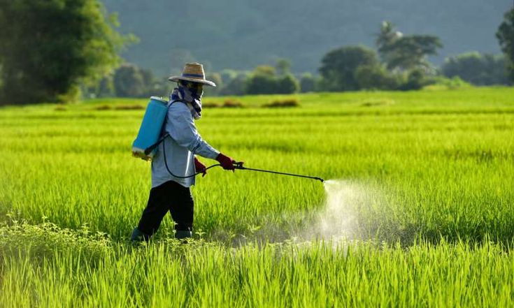 Fertilizer Inorganic