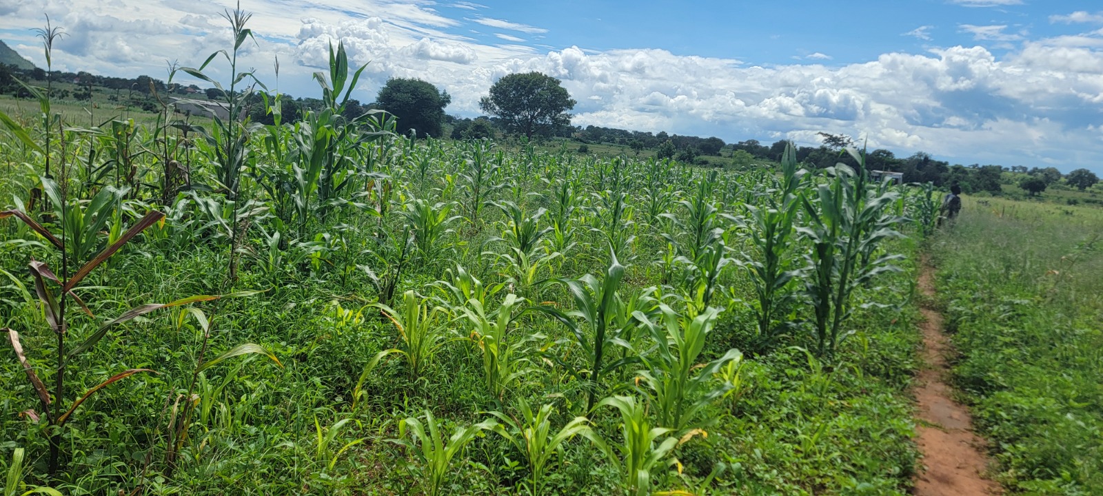 MEHAYO Farm Project at Mkundi