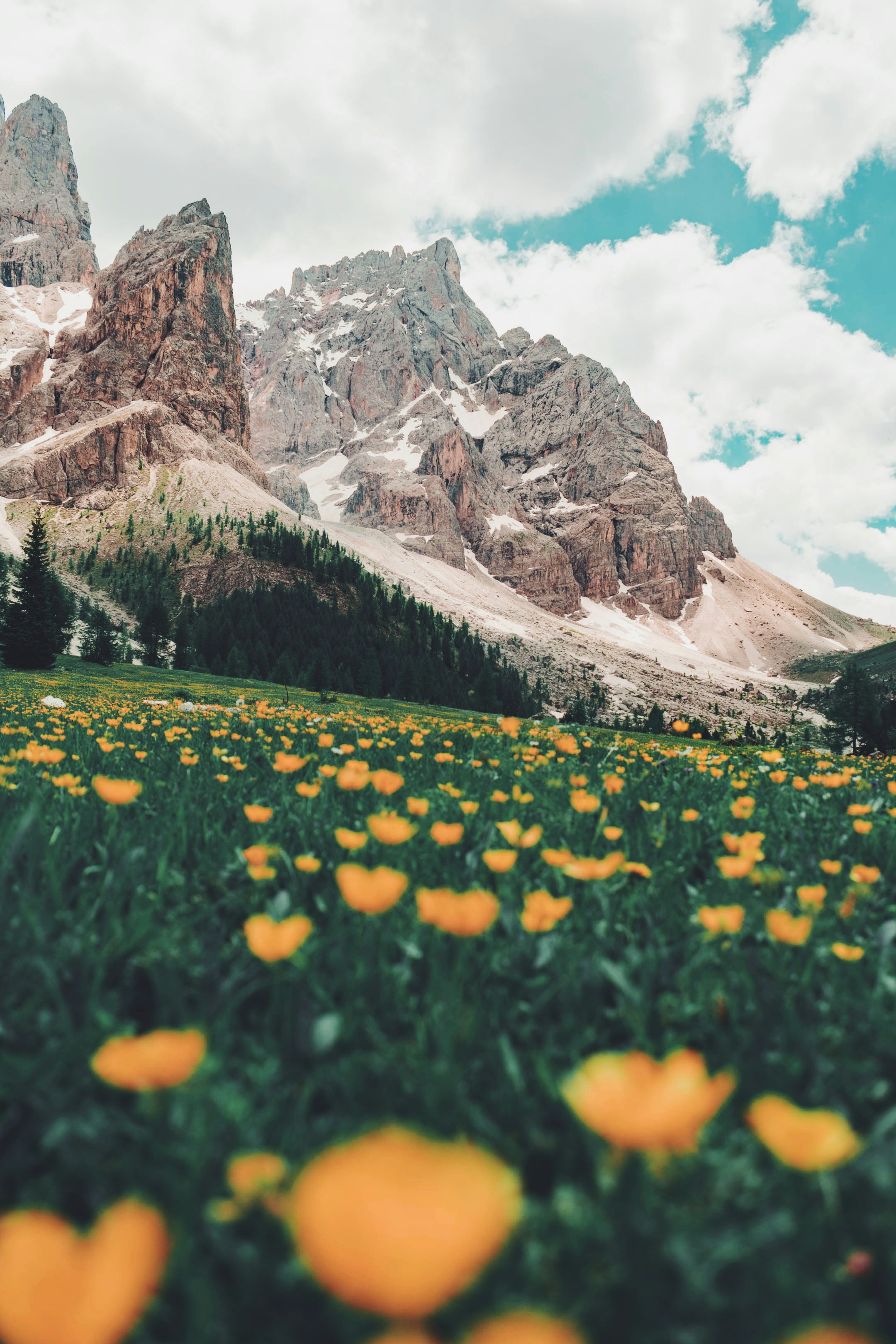 A yellow field of flowers in front of some mountains.