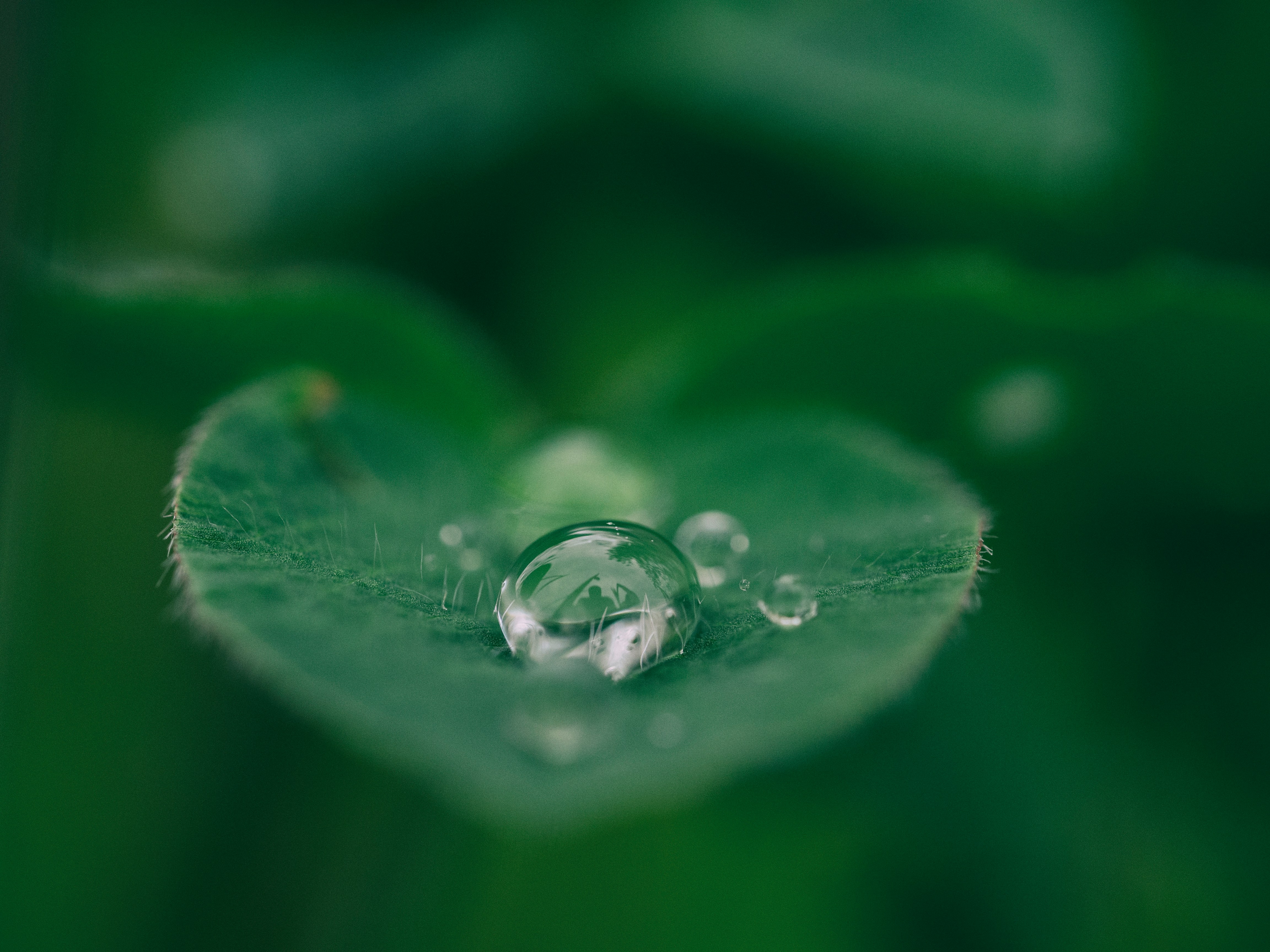 A closeup shot of some dewdrops on a leaf.