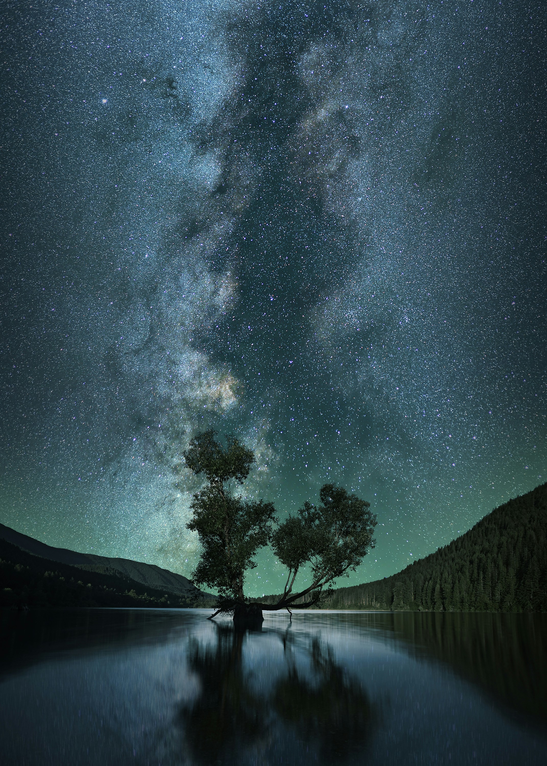 A tree half submerged in the water underneath a starry sky.