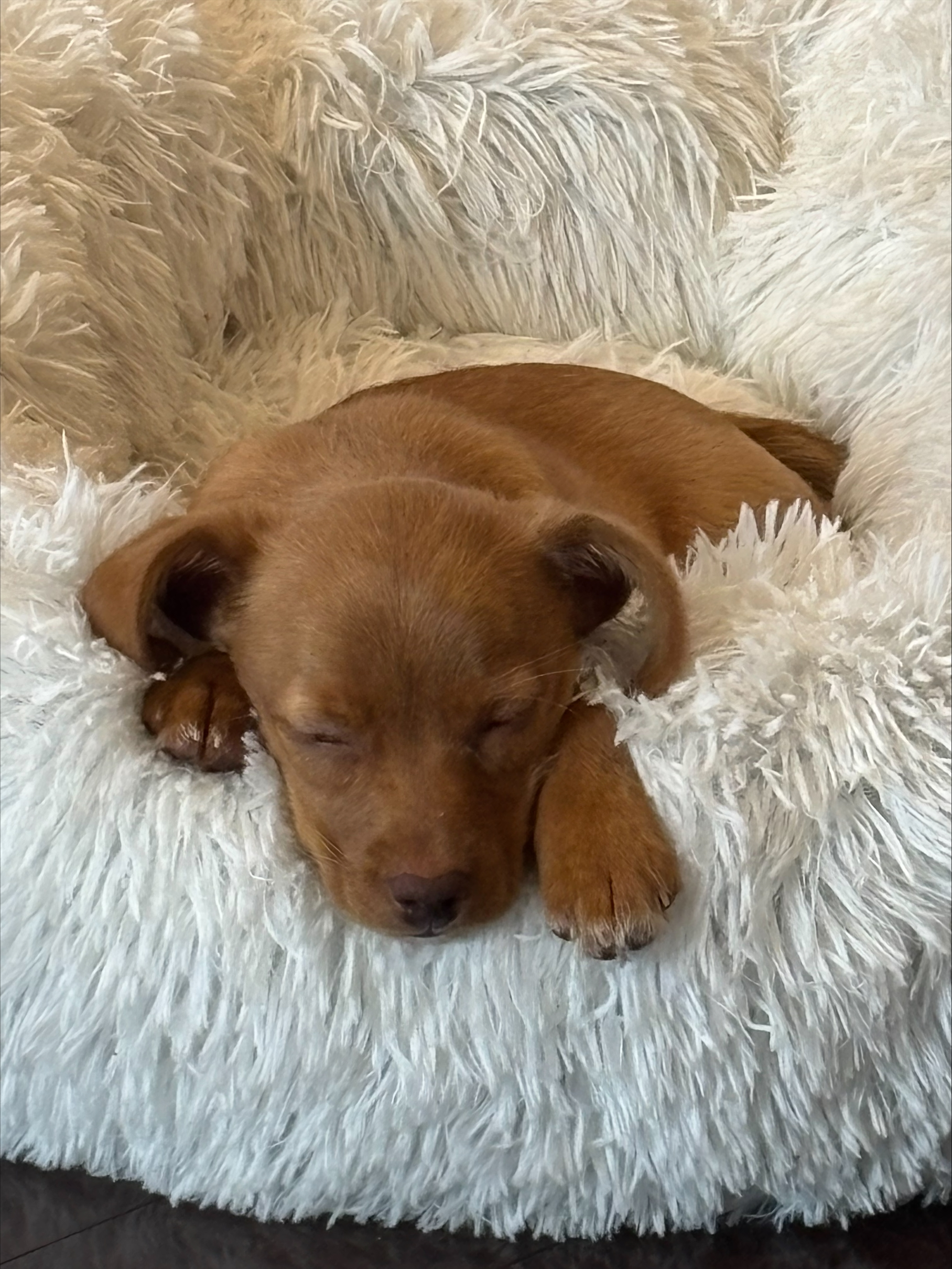 Baby Waaseyaa sleeping in her bed
