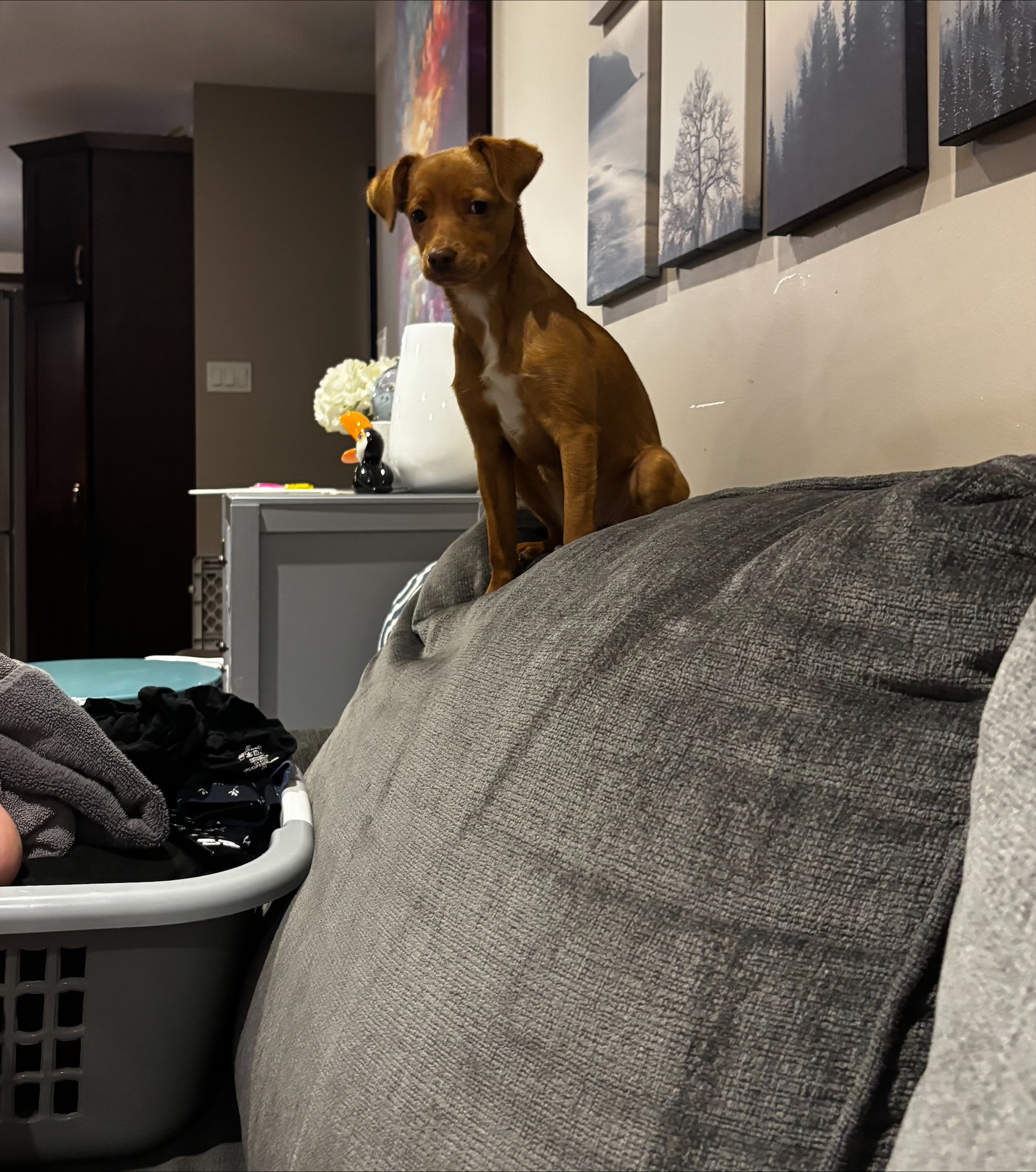 Waaseyaa getting jealous that I'm taller and deciding to stand on top of the couch