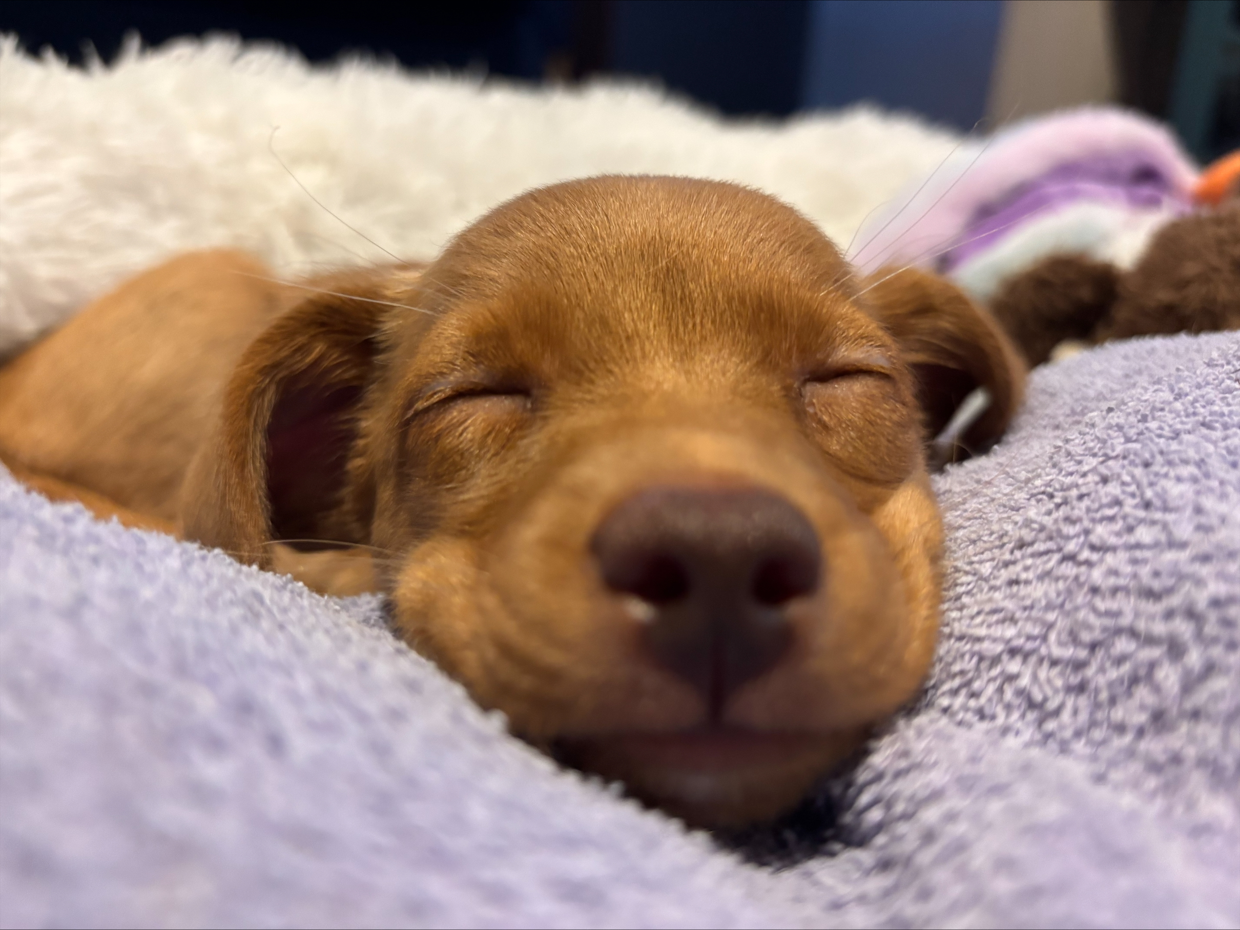 Baby Waaseyaa sleeping on a purple blanket