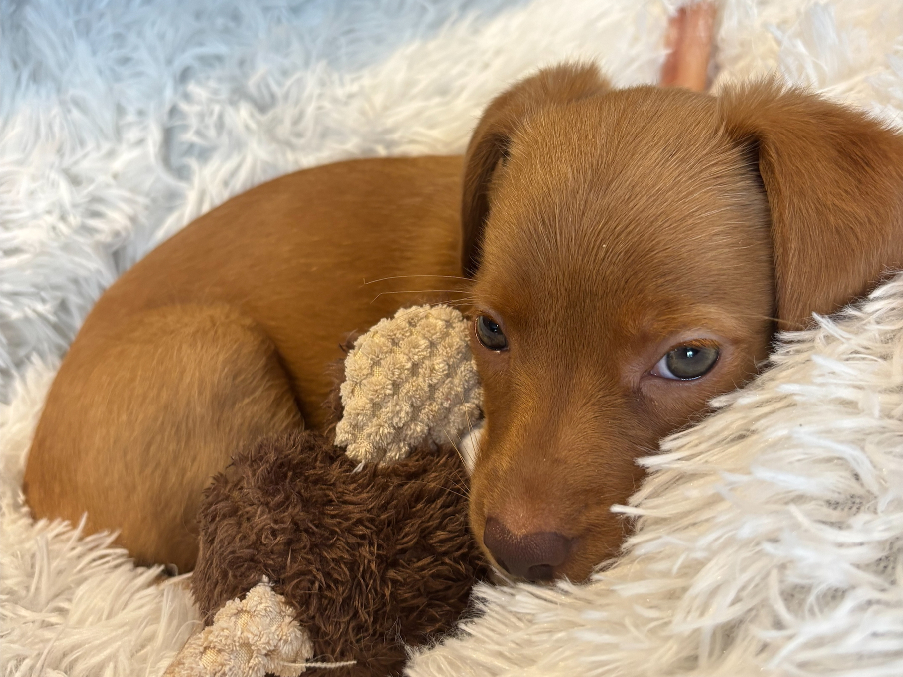 Baby Waaseyaa cuddling with her toy chicken