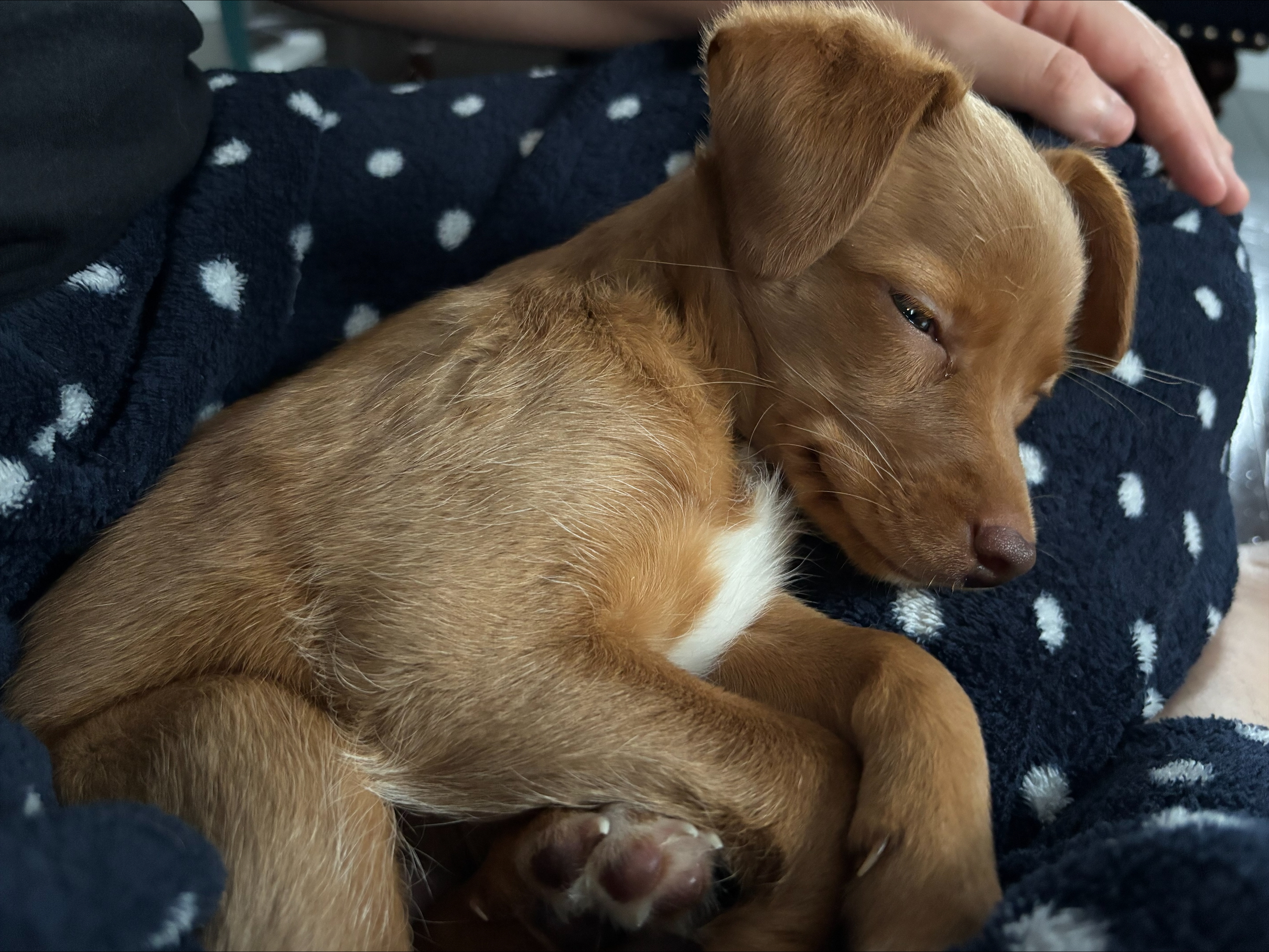 Waaseyaa falling asleep on my pajamma pants