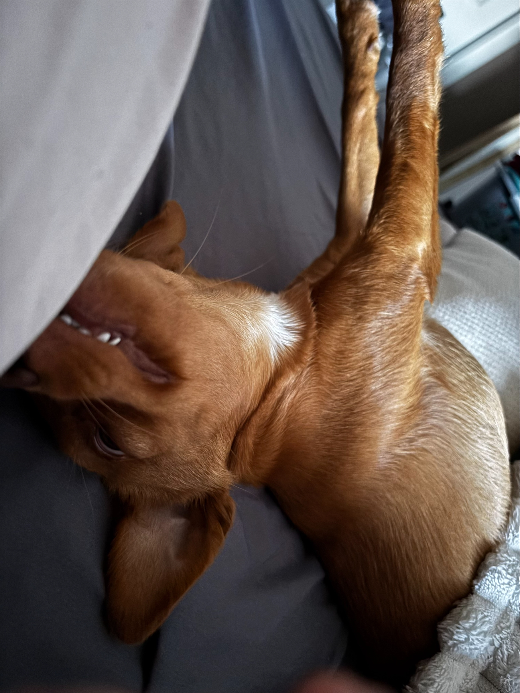 Waaseyaa stretched out and flipped over with her teeth showing