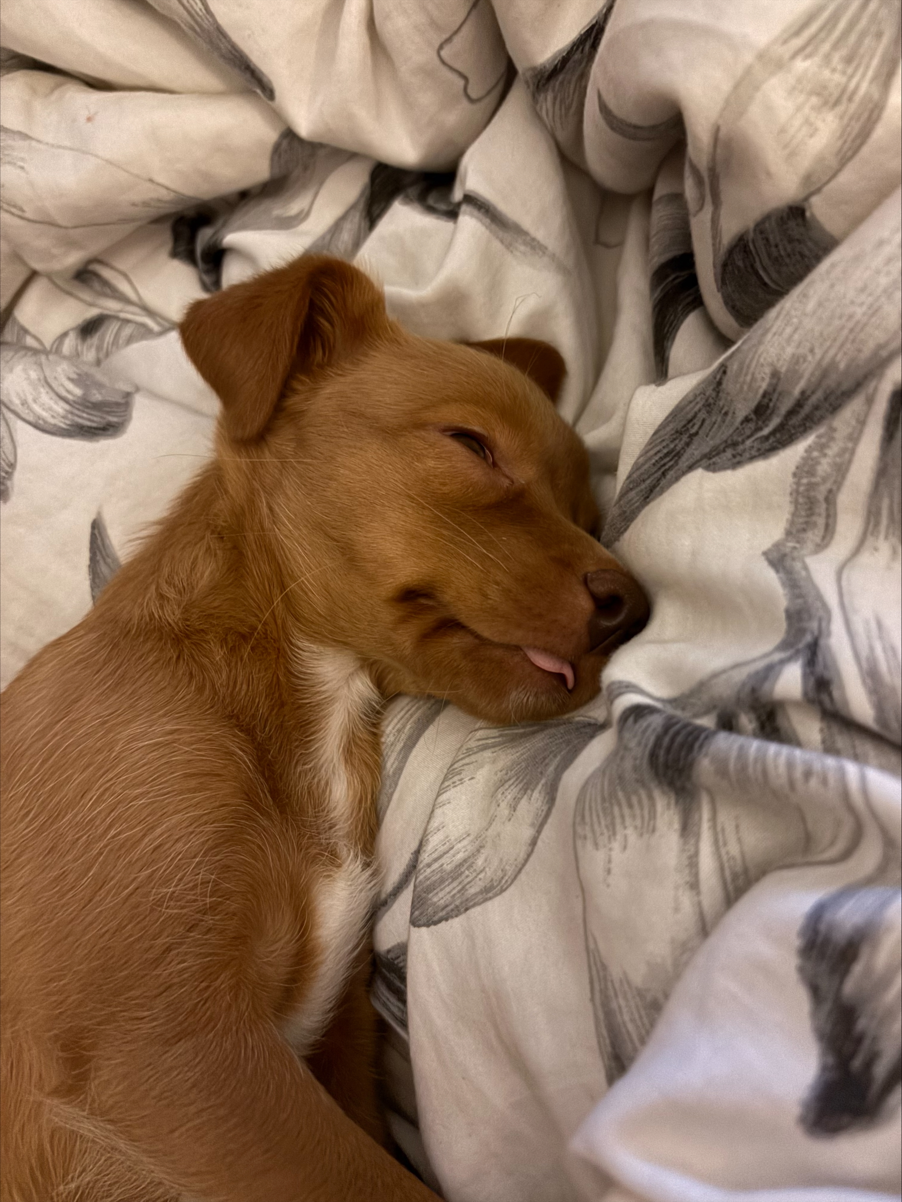 Waaseyaa dreaming with her tongue out