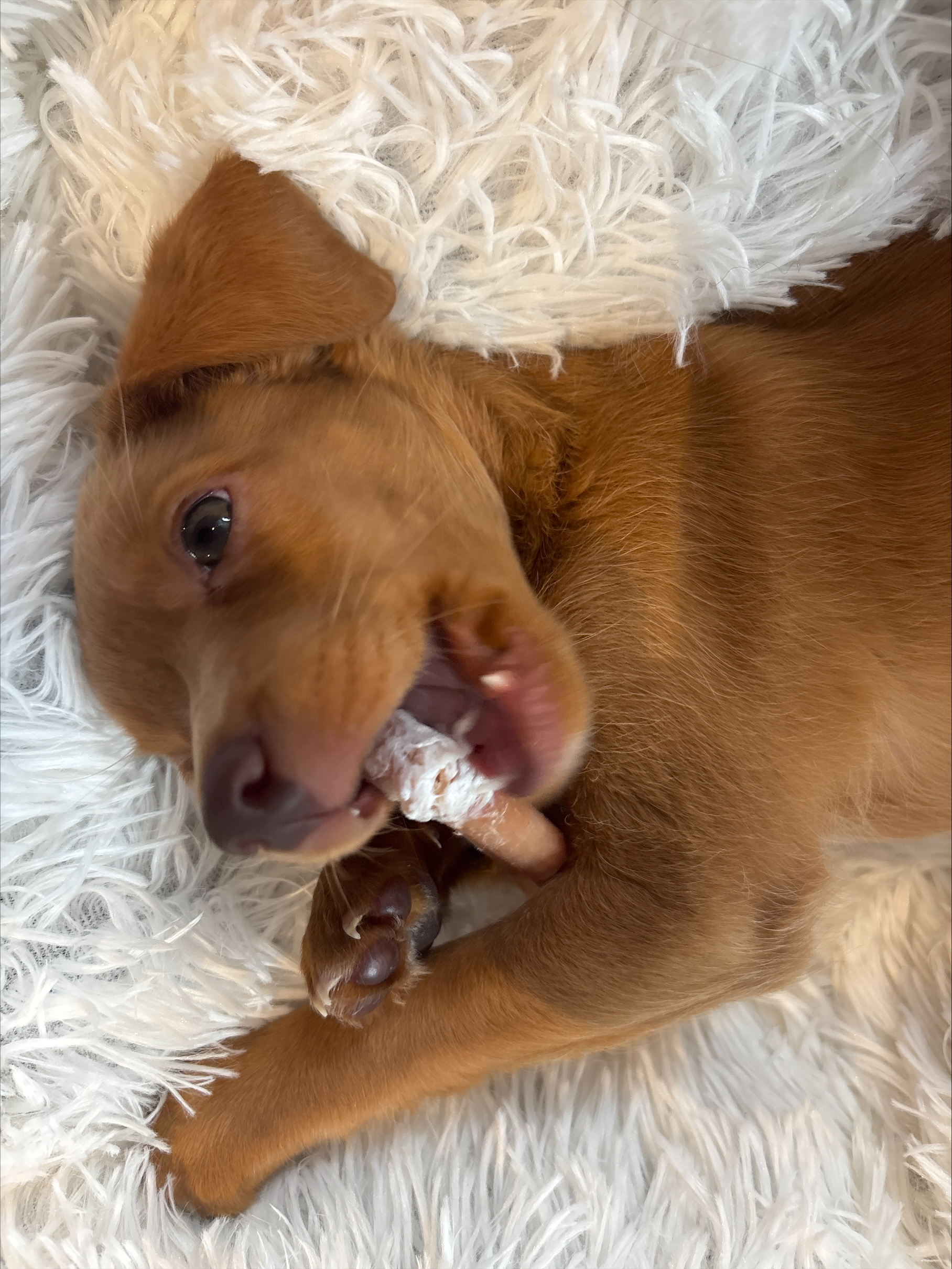 Waaseyaa chewing on a bone