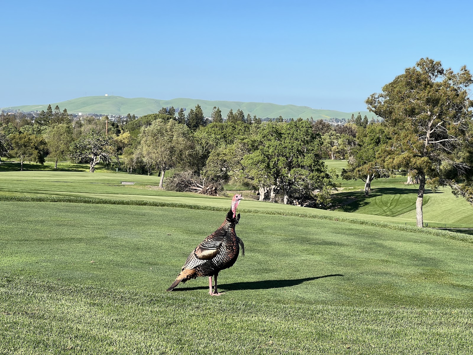 Contra Costa Country Club - Golf Course