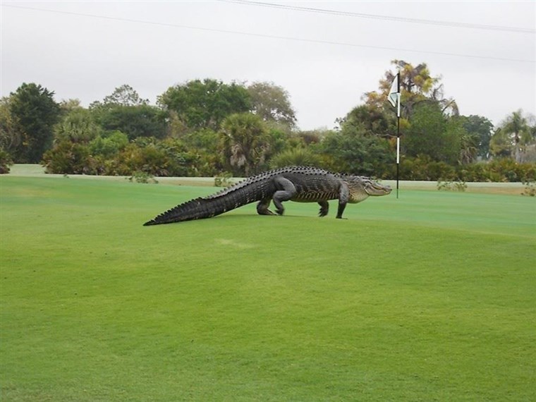 Myakka Pines Golf Club