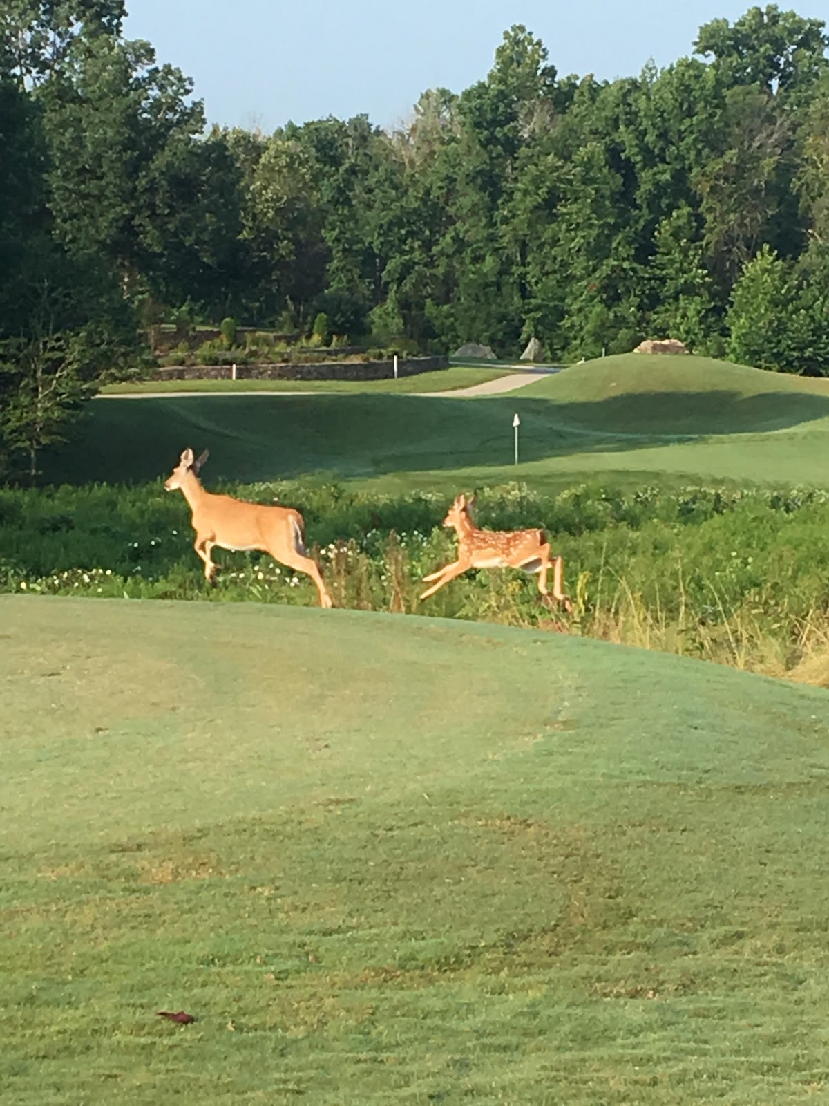 Verdict Ridge Golf & Country Club