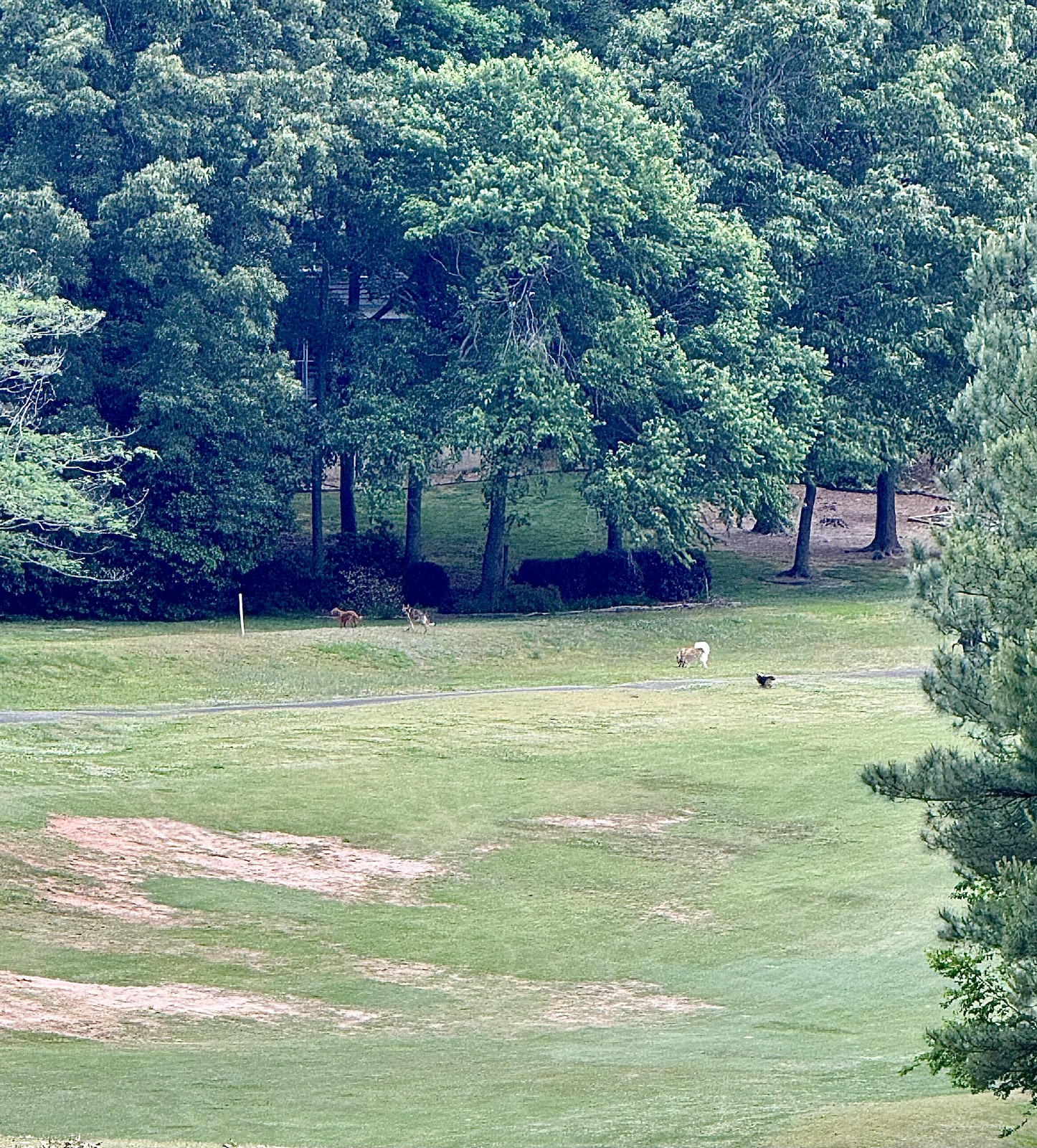Westport Golf Club - Golf Course