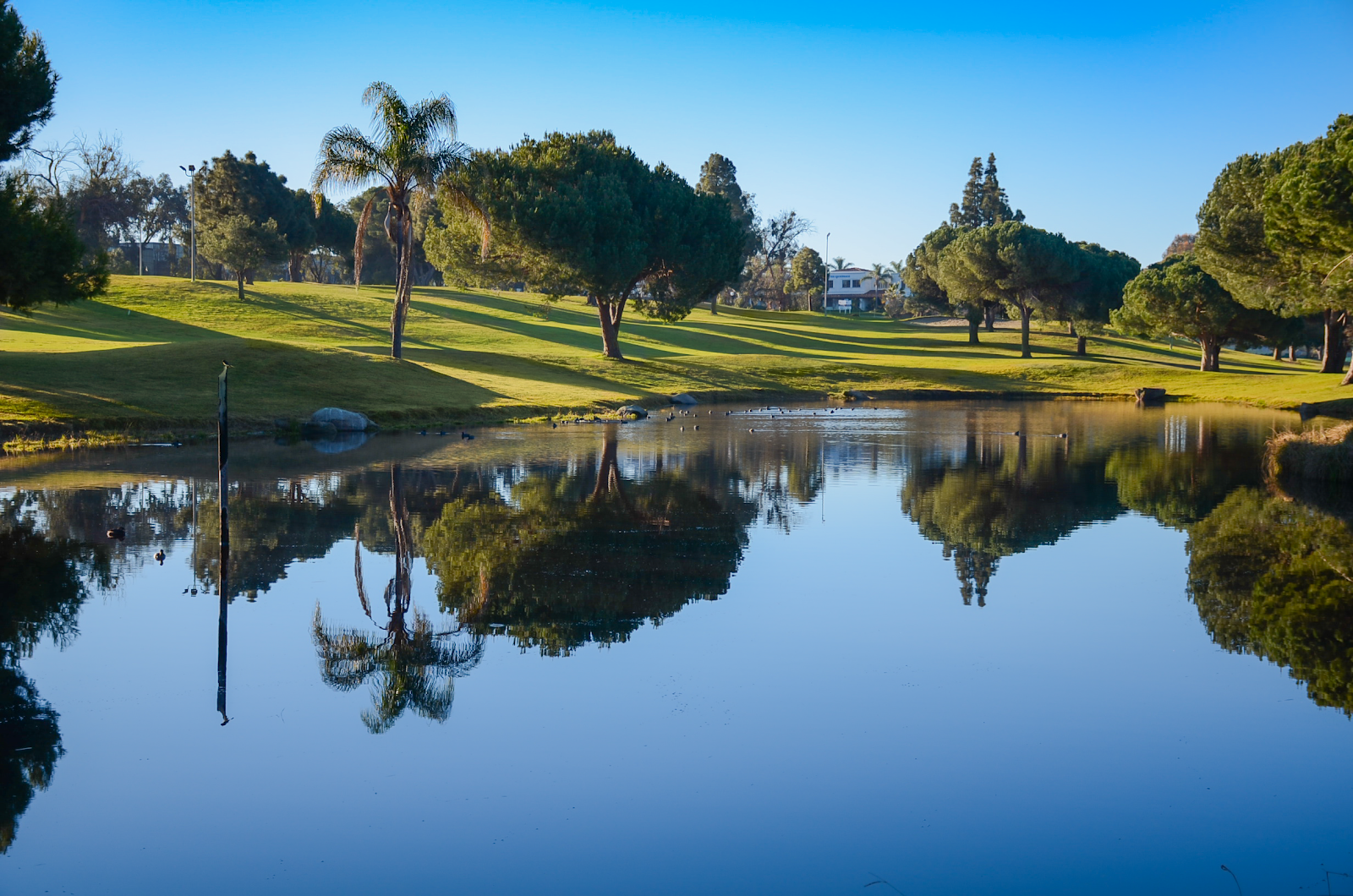 Newport Beach Golf Course - Golf Course