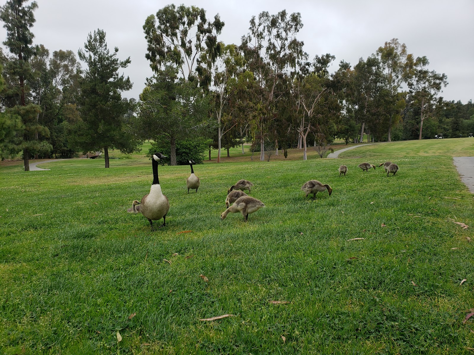 Diamond Bar Golf Course - Golf Course
