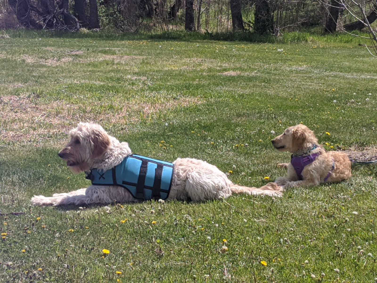 Romero Disc Golf Course - Golf Course