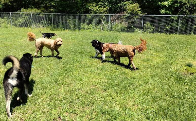 The K9 Country Club, L.L.C.