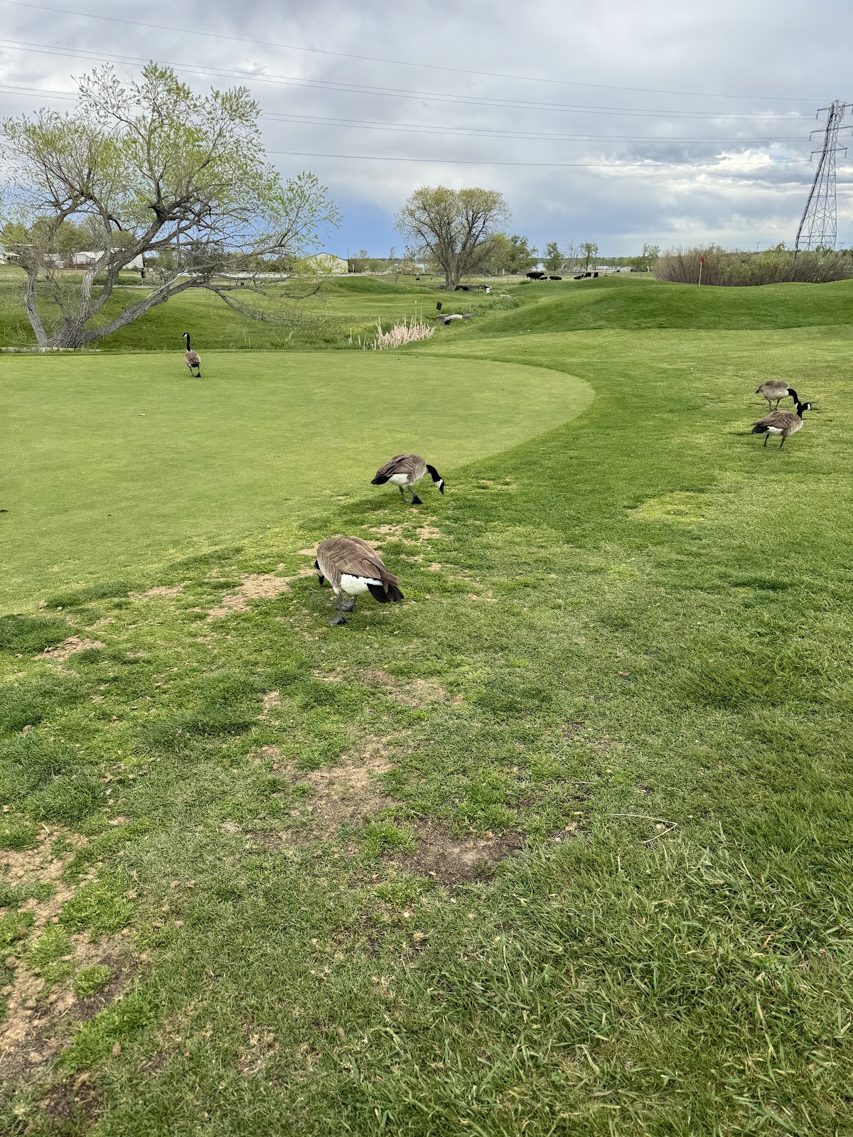 Stoney Creek Golf Course
