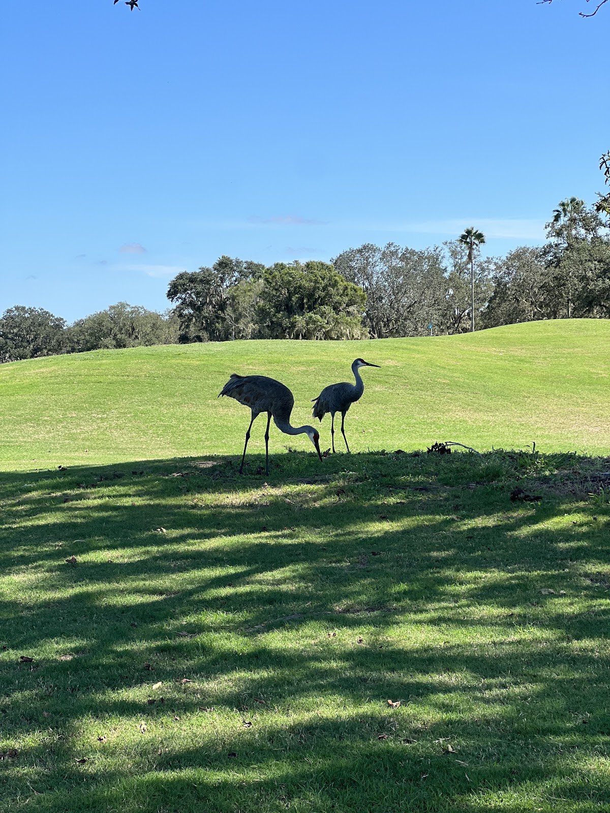 Serenoa Golf Club - Golf Course
