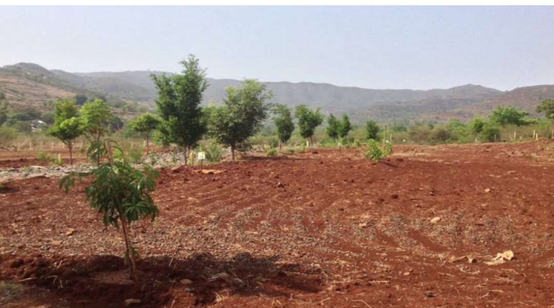 Plot for Sale in Panshet, Pune — Phuloraa