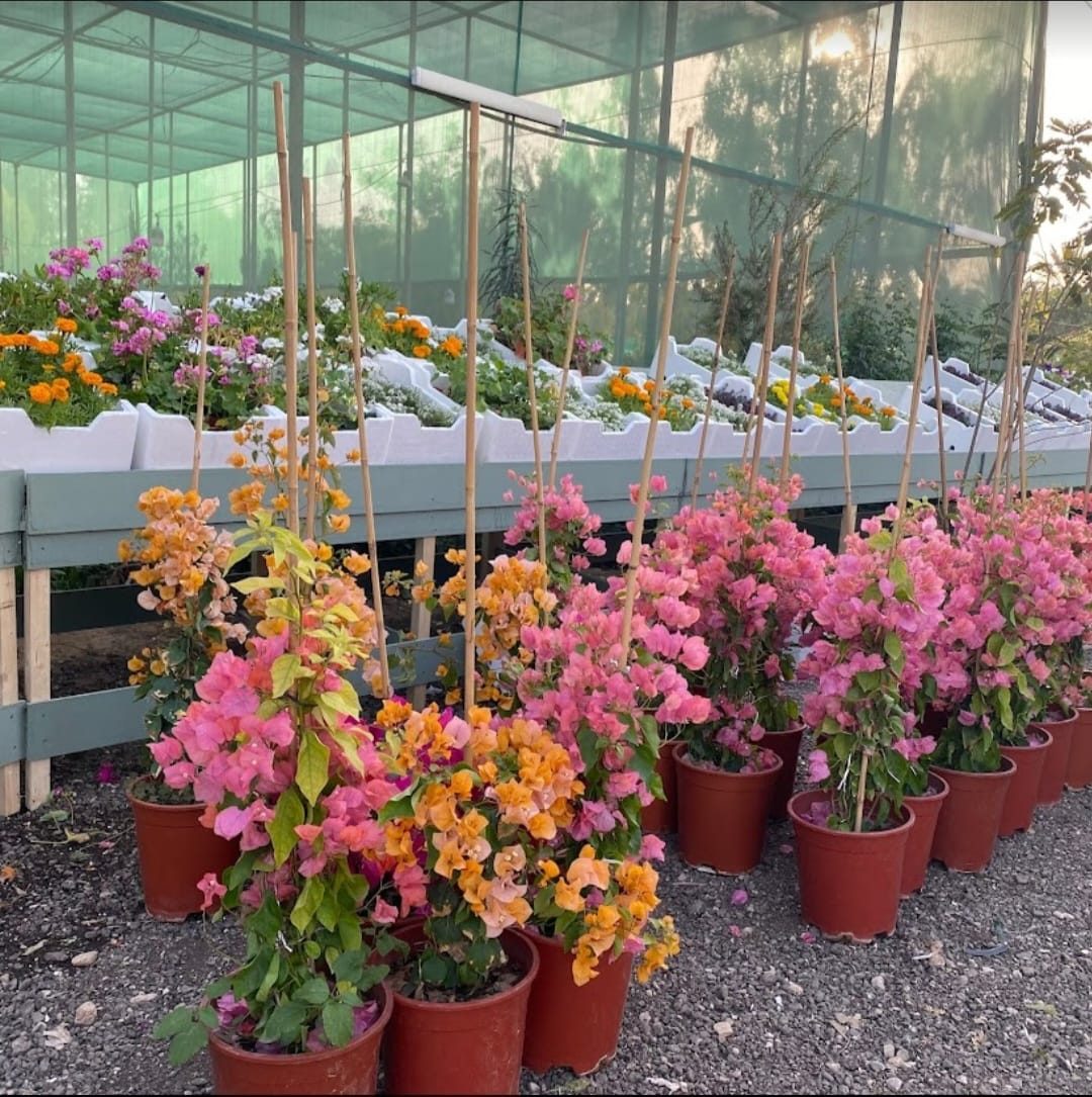 تنفيذ سياج بساتر