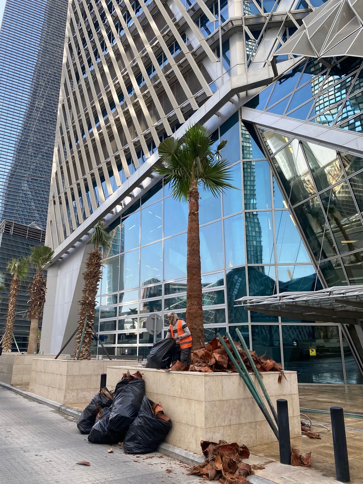 زراعة الأشجار والنخيل