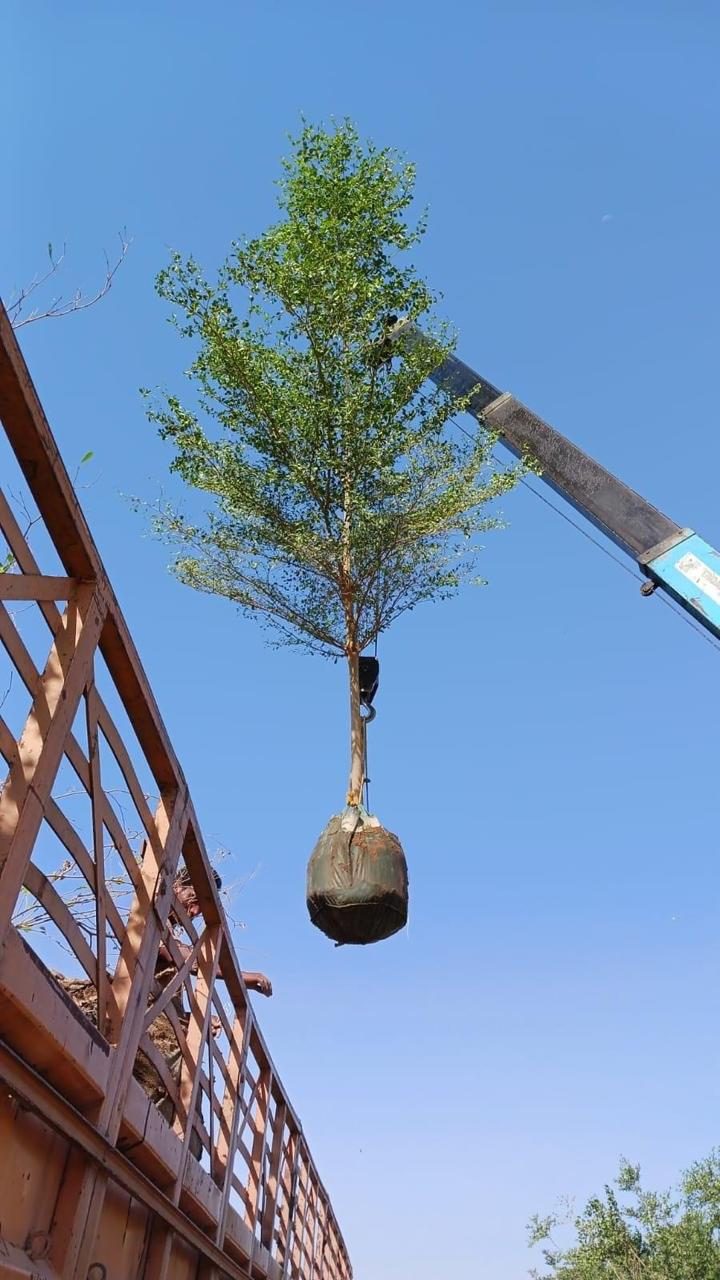 تشطيب سقف تراثي