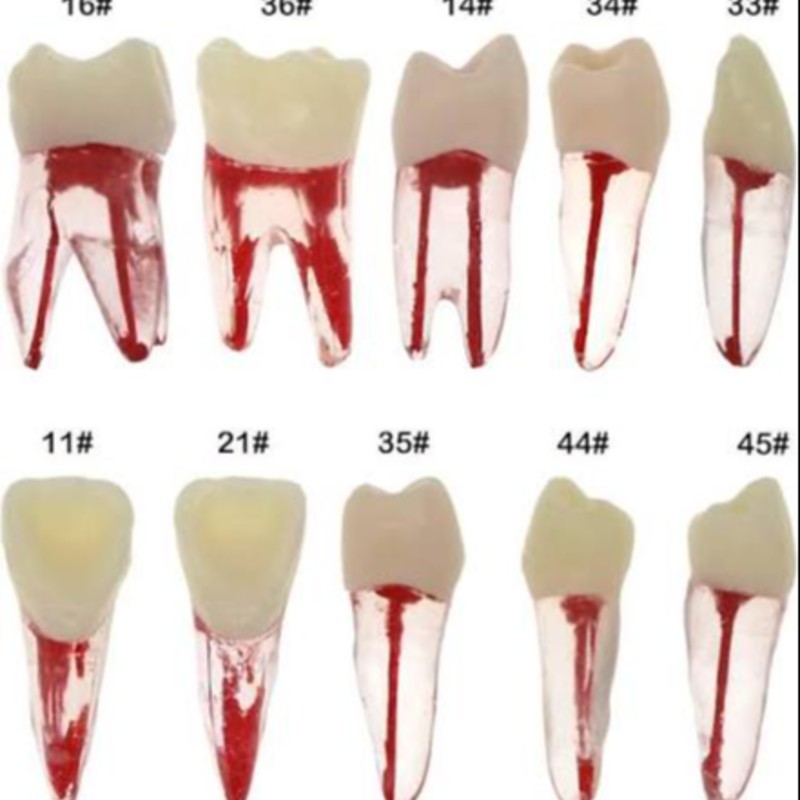 Dientes 3D