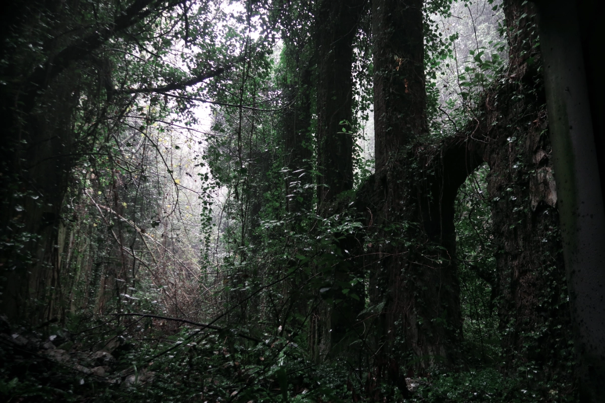 I resti della filanda avvolti dalla vegetazione